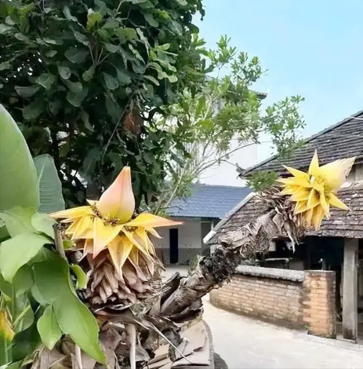 Vợ chồng bỏ phố về quê hái cây “nửa chuối, nửa sen”, kiếm 180 triệu/ngày - 3