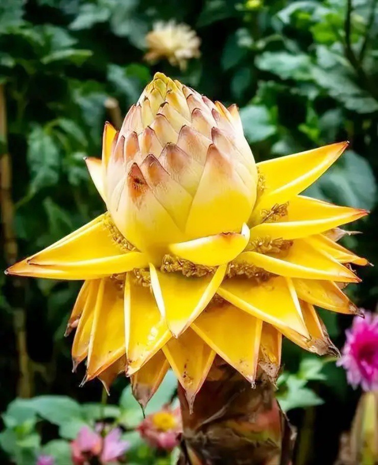 Vợ chồng bỏ phố về quê hái cây “nửa chuối, nửa sen”, kiếm 180 triệu/ngày - 2