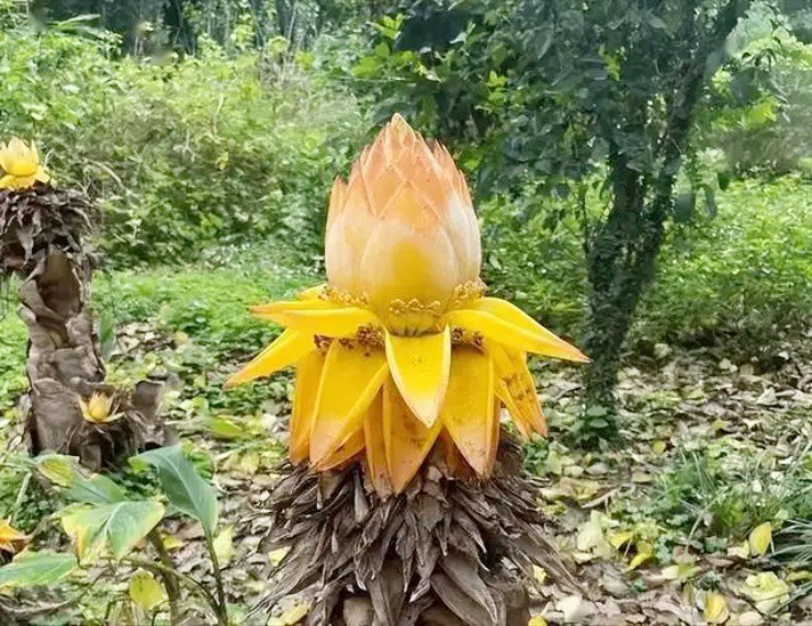 Vợ chồng bỏ phố về quê hái cây “nửa chuối, nửa sen”, kiếm 180 triệu/ngày - 1