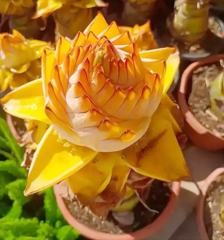 Vợ chồng bỏ phố về quê hái cây “nửa chuối, nửa sen”, kiếm 180 triệu/ngày - 5