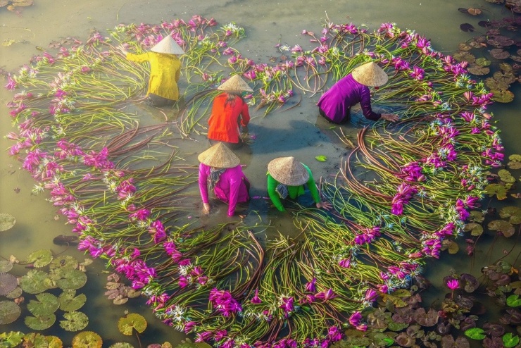 Khi mùa nước nổi tràn về, những cánh đồng ở Tây Ninh lại khoác lên tấm áo rực rỡ của sắc hồng, tím và trắng. Giữa làn nước loang ánh trời, từng bông hoa súng khẽ vươn mình, bung cánh đón nắng sớm, tạo nên bức tranh thanh bình, mộc mạc mà đẹp đến nao lòng. Ảnh Nguyễn Khánh Vũ Khoa