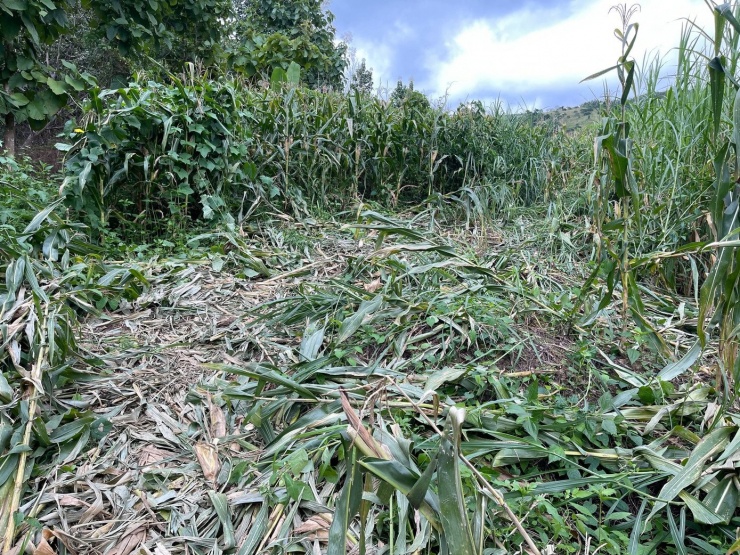 Hoa màu của người dân bị tàn phá.