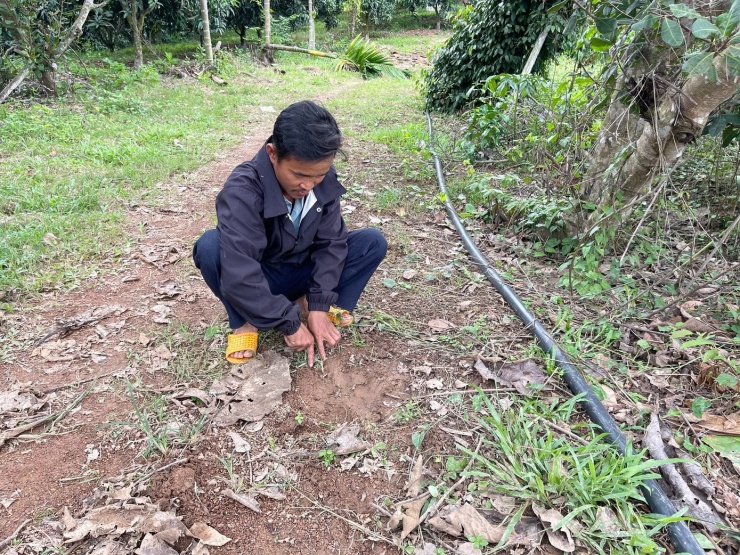 Xuất hiện nhiều chân voi.