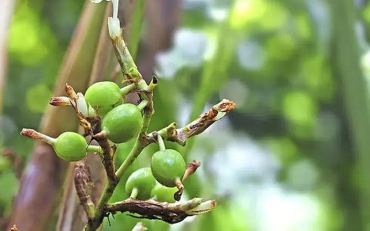 Hạt bạch đậu trồng ít nhất 3 năm mới ra quả.