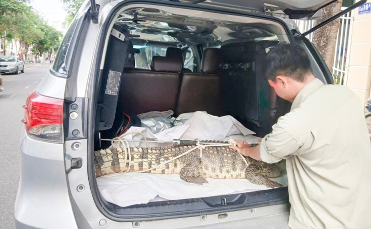 Con cá sấu được người dân phường Quy Nhơn Nam bắt được. Ảnh: ĐV