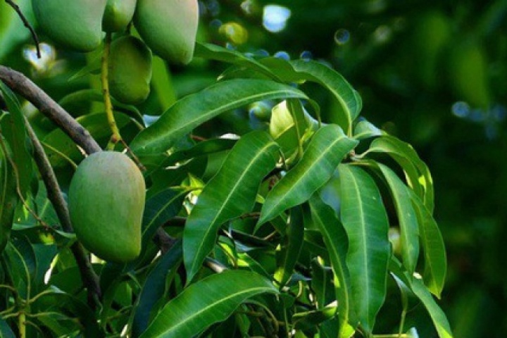 8 lợi ích sức khỏe ít ai biết của lá xoài