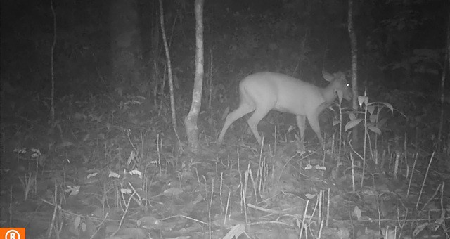 Ông Đào Xuân Thủy cho biết, đợt kiểm tra máy ảnh tự động mới nhất ghi nhận xuất hiện mang Trường Sơn - loài động vật quý hiếm.