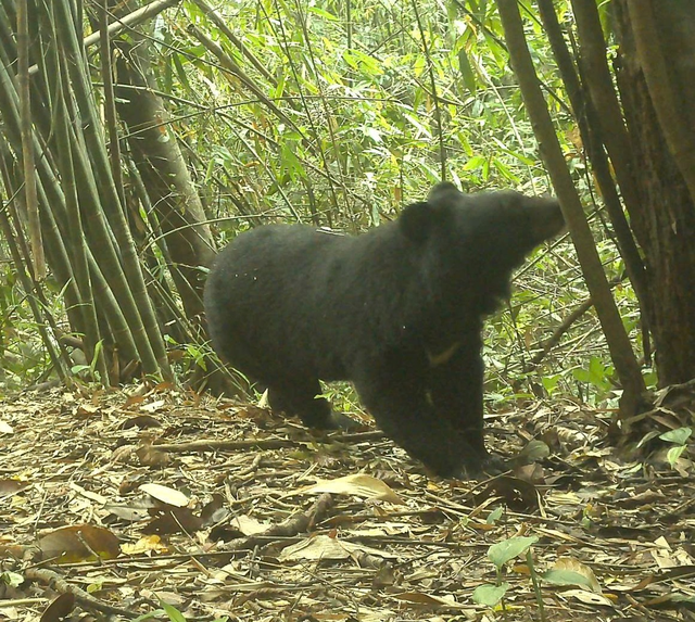 Bên cạnh hình ảnh mang Trường Sơn mới được ghi nhận, VQG Chư Mom Ray còn có gấu ngựa – loài động vật nghiêm cấm săn bắn, xâm hại.