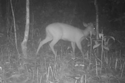 Thêm hình ảnh mới nhất về động vật quý hiếm xuất hiện ban đêm ở VQG Chư Mom Ray