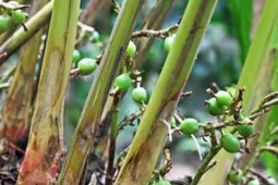 Loại hạt đắt đỏ bậc nhất thế giới, giá 2 triệu đồng/kg không ngờ có đầy ở Việt Nam