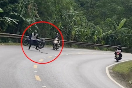 Clip: Thanh niên dừng xe giữa đường “tay không bắt rắn”, ai nhìn cũng thót tim