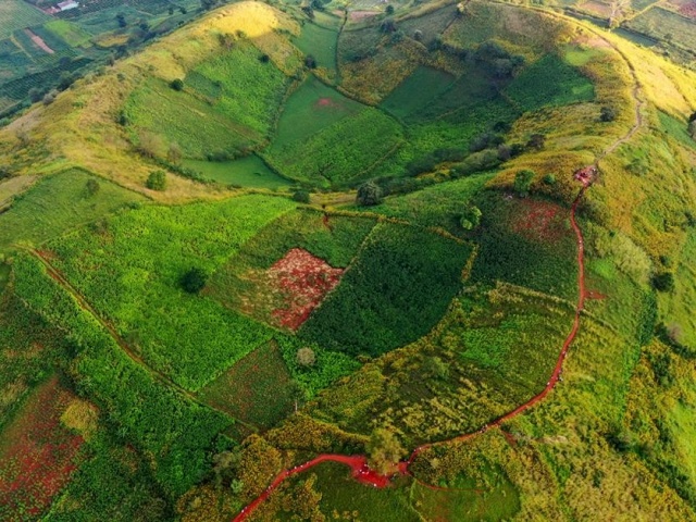 Du lịch - Mùa hoa dã quỳ tuyệt đẹp trên miệng núi lửa kép Chưđăng ya