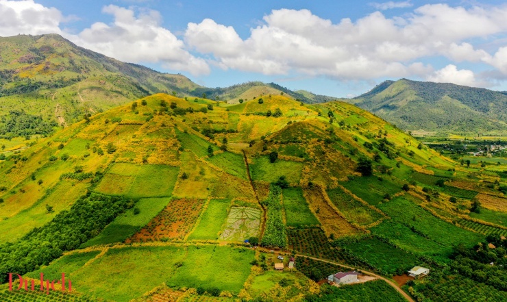 Mùa hoa dã quỳ tuyệt đẹp trên miệng núi lửa kép Chưđăng ya - 1