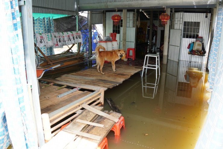 Bơi xuồng trong nhà ở đợt lũ lớn nhất thập kỷ tại Đồng Tháp Mười - 10