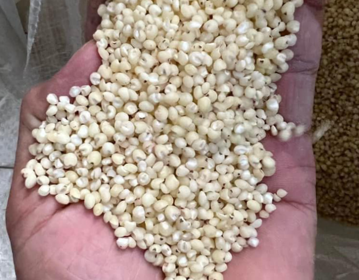 Từ là loại hạt cứu đói, hạt ý dĩ trở thành thực phẩm quý. Ảnh: A Páo.