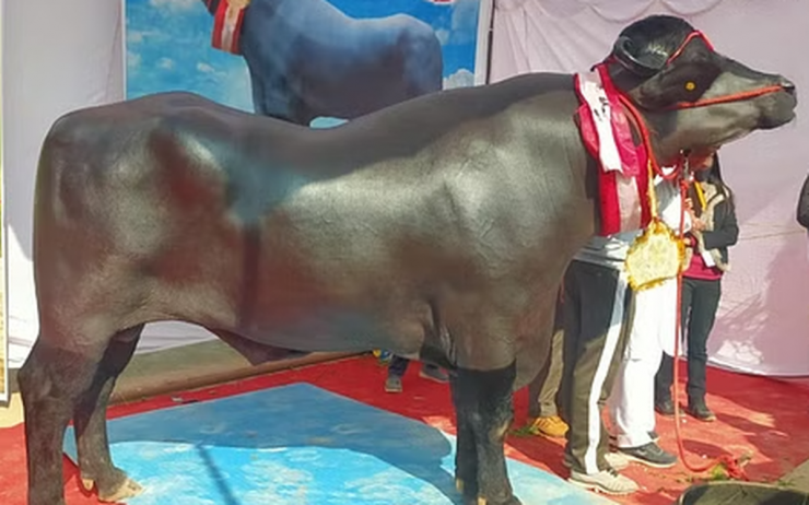 Với thân hình đen tuyền, bóng bẩy, cặp sừng xoắn cong duyên dáng, cổ và đầu thanh mảnh, trâu Murrah nổi tiếng tới mức nhiều con có một lượng người hâm mộ khổng lồ theo dõi trên mạng xã hội.