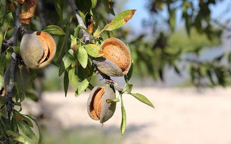 Loại hạt được đánh giá "tốt bậc nhất thế giới", ở Việt Nam trồng bạt ngàn - 2