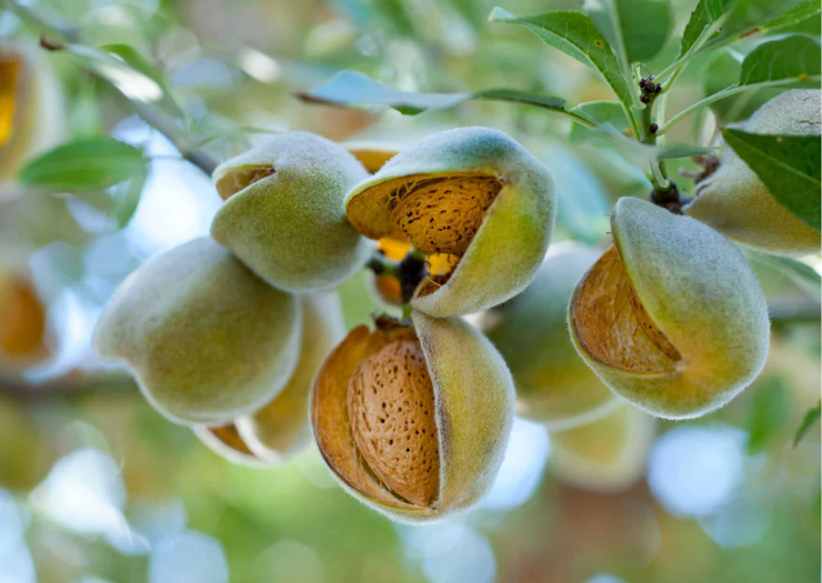 Hạnh nhân không chỉ là món ăn nhẹ ngon miệng mà còn là "siêu thực phẩm" mang lại nhiều lợi ích cho sức khỏe. Ảnh minh họa.