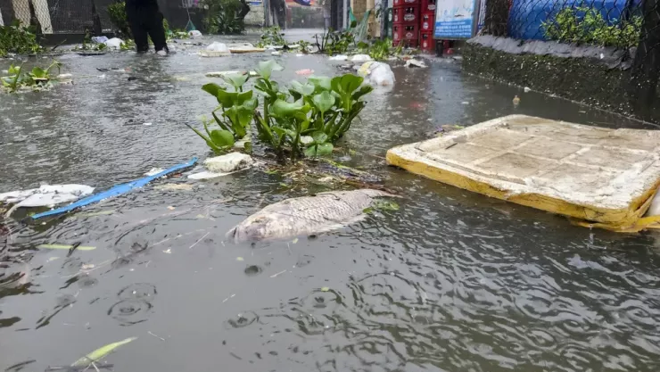 Xác chết của cá, rác thải tràn ngập đường vào tổ dân phố Tân Lập. Ảnh: NGUYỄN DO