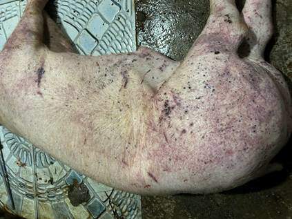 Lợn bệnh bị cơ quan chức năng thu giữ.