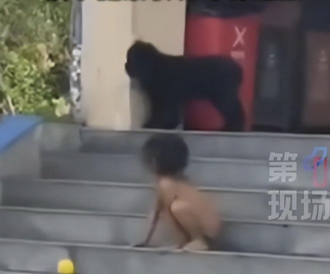 Hình ảnh cậu bé 3 tuổi không được mặc quần áo, tranh giành đồ chơi với thú cưng ngoài đường, tại huyện Nam Giản, tỉnh Vân Nam, giữa tháng 10/2025. Ảnh: 163.com