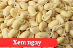 Tin tức sức khỏe - “Tái sinh” khớp gối, cử động trơn tru với món ăn được người xưa ví là vị thuốc đại bổ