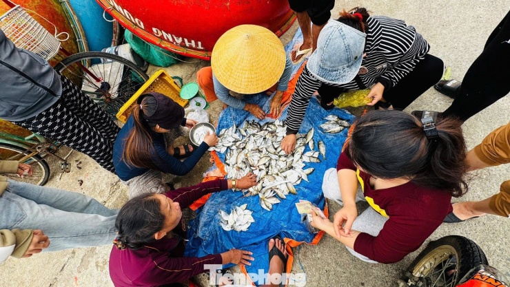 ‘Đánh liều’ ra khơi giữa sóng lớn, ngư dân Quảng Ngãi trúng đậm - 17