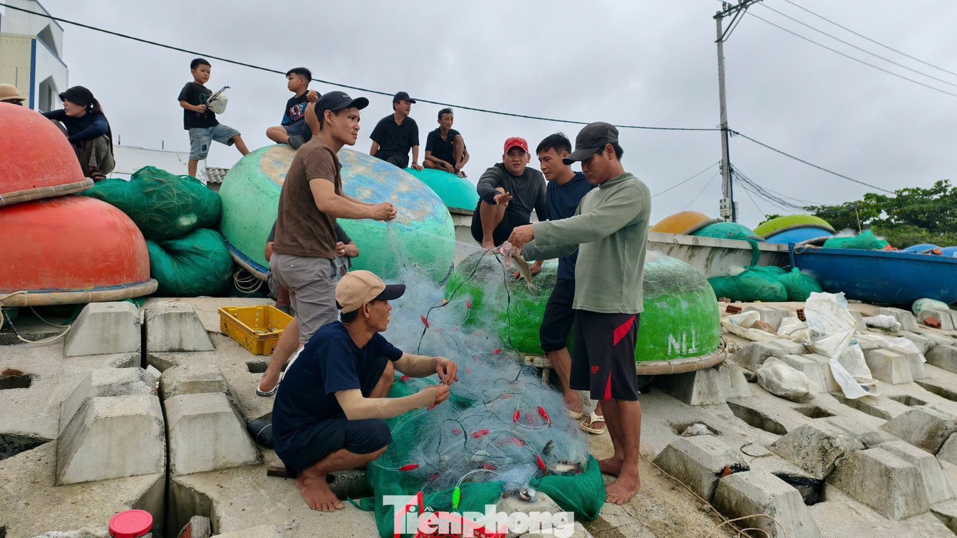 ‘Đánh liều’ ra khơi giữa sóng lớn, ngư dân Quảng Ngãi trúng đậm - 13