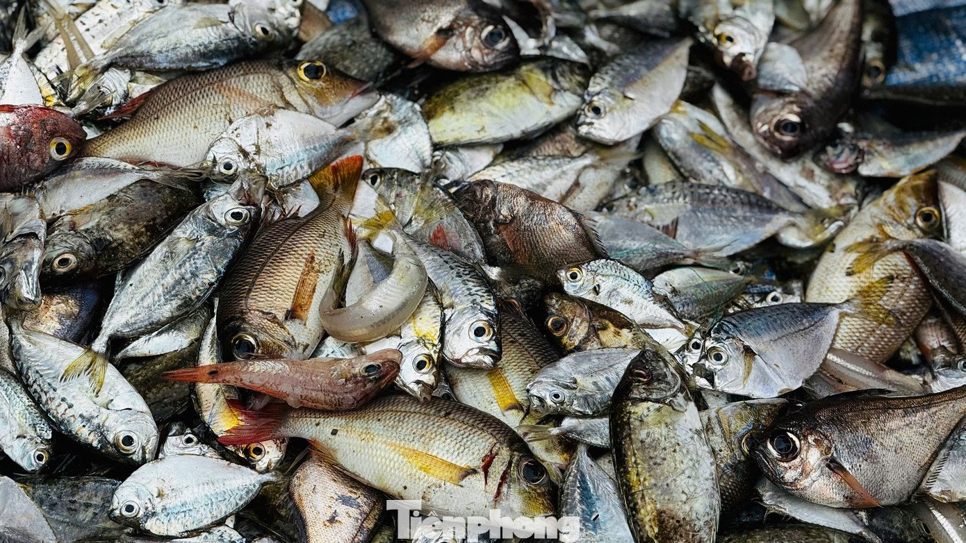 ‘Đánh liều’ ra khơi giữa sóng lớn, ngư dân Quảng Ngãi trúng đậm - 18