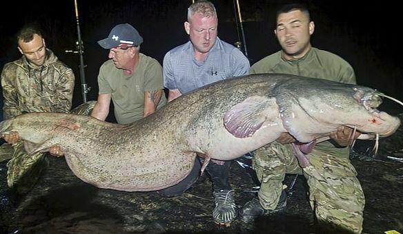 Cần thủ câu được con cá khổng lồ dài 2,97 mét, nặng 117kg - 1