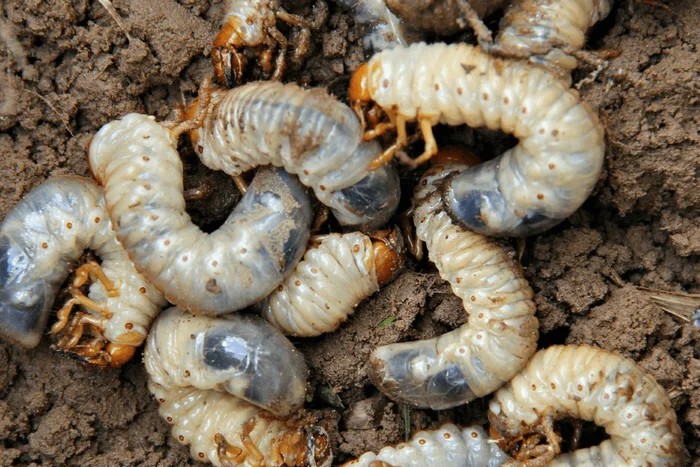 Sùng đất thân ú có hình dáng giống con đuông dừa