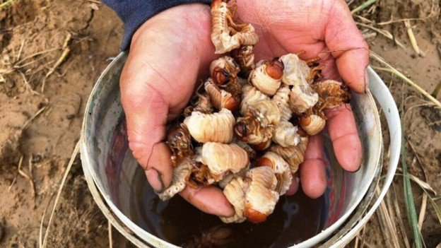 Người ta thu hoạch sùng đất vừa bảo vệ mùa màng vừa mang lại lợi ích kinh tế.