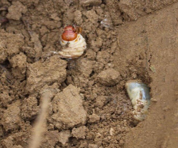 Sùng đất vào mùa từ tháng 10 đến tháng 12 âm lịch.