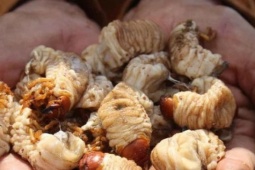 Loài sâu bề ngoài nhìn "sợ khiếp vía", nay "hóa" đặc sản giá 350.000 đồng/kg