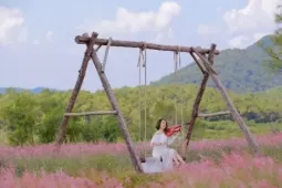 'Săn' mùa cỏ hồng chỉ cách Hà Nội 2 giờ