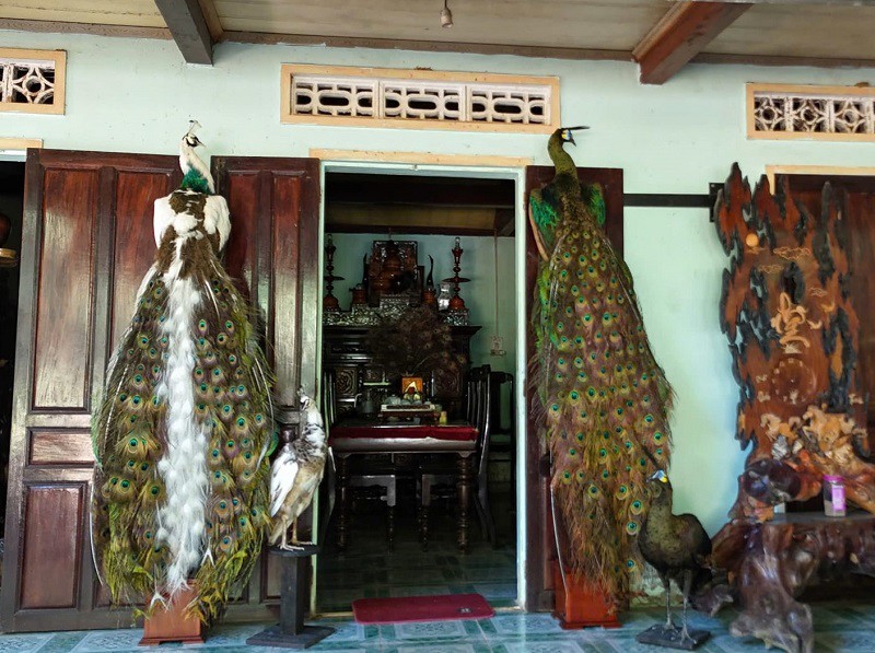 Ngoài nuôi chim trĩ, anh Tín còn nuôi thêm các loại chim khác như chim công Ấn Độ, công má vàng...