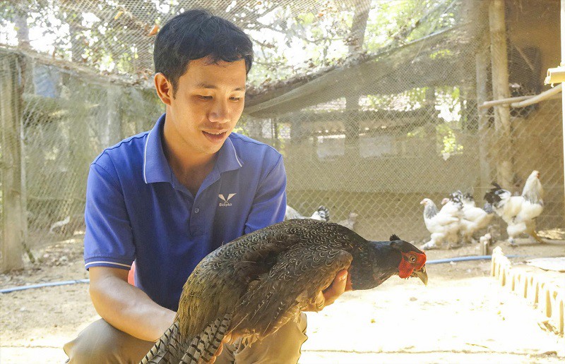 Về quê khởi nghiệp thành công với chim trĩ, anh Tín đã tiến hành nuôi các loại chim khác như chim công, gà lôi trắng... để phát triển kinh tế. (Ảnh: NVCC)