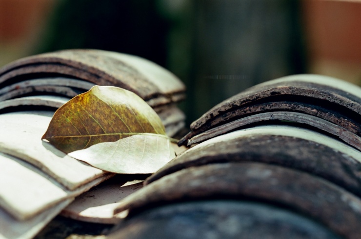 Ngói âm dương, hay còn gọi là ngói lưu ly, là một loại vật liệu xây dựng truyền thống đặc trưng, thường được dùng phổ biến trong những ngôi nhà cổ xưa ở vùng cao của Việt Nam, đặc biệt là để lợp mái cho nhà sàn của đồng bào dân tộc Tày, Nùng, Dao. Ảnh: Cao Hoàng Anh.