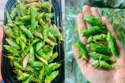 Loài bay đầy đồng khi trời tối, dân chong đèn bắt về bán "hốt bạc", đắt ngang tôm hùm