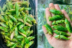 Loài bay đầy đồng khi trời tối, dân chong đèn bắt về bán "hốt bạc", đắt ngang tôm hùm