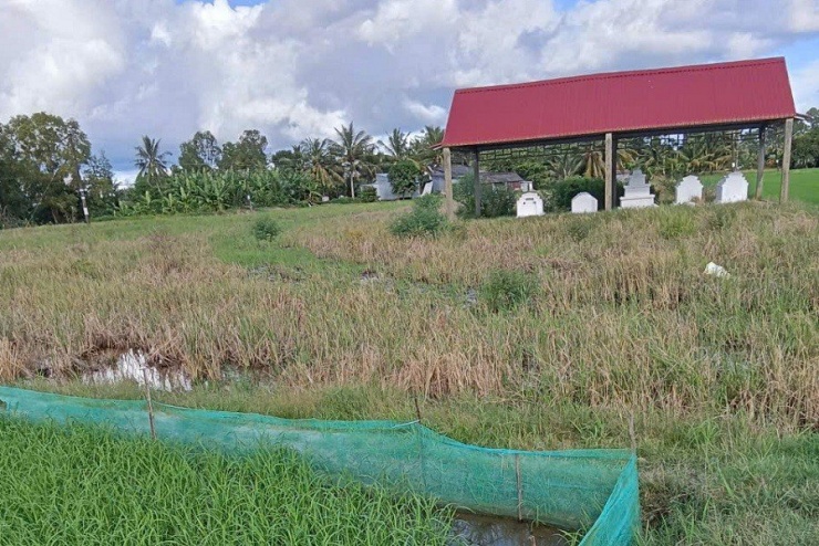 Ông Thọ chưa chịu giao đất cho bà Nguyễn Tuyết Luận như bản án đã tuyên, với lý do khi nào ông Sao trả vàng mới giao đất. Từ đó, thửa đất tranh chấp đã bị bỏ hoang 2 vụ lúa rồi. Ảnh: CTV