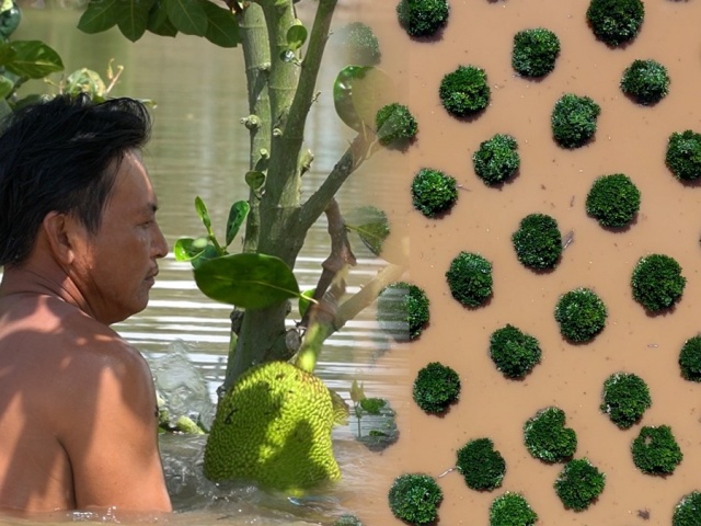 Nông dân miền Tây: 'Mất trắng vì lũ'