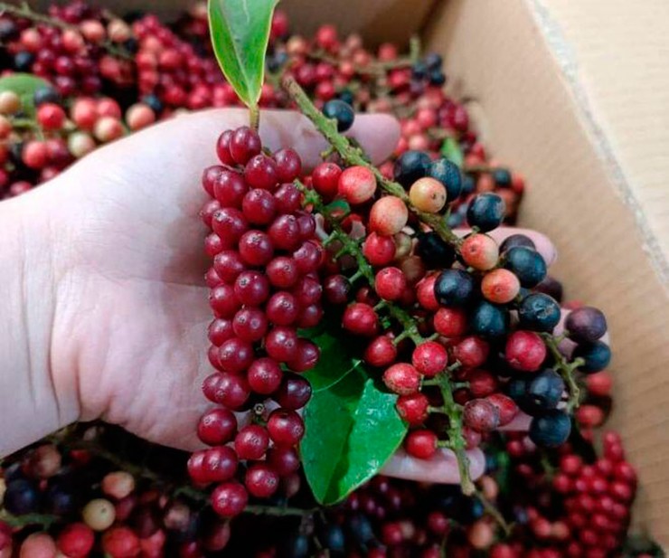 Chòi mòi được ví như 'nho rừng' ở Tây Nguyên. Chúng có vị chua thanh, ngọt dịu.