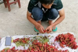Xưa là quả dại, nay nhặt quả đem bán "hái ra tiền"
