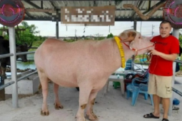 Con trâu màu "lạ" được trả 1,7 tỷ đồng, người đàn ông liền gật đầu bán