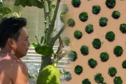 Nông dân miền Tây: 'Mất trắng vì lũ'