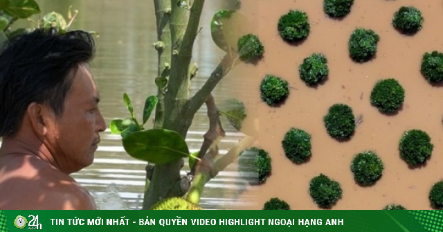 Nông dân miền Tây: Mất trắng vì lũ