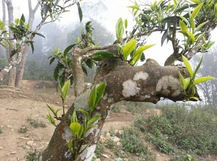 Cây chè Shan Tuyết cổ thụ tại Suối Giàng, Lào Cai (tỉnh Yên Bái cũ) là một trong những biểu tượng độc đáo của vùng núi Tây Bắc Việt Nam.