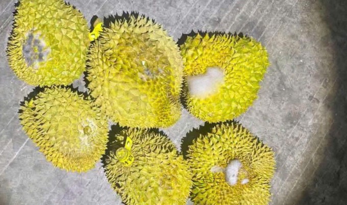 Sầu riêng chờ kiểm nghiệm ở Văn Lãng, Lạng Sơn hơn 10 ngày đã lên mốc và nứt vỏ. Ảnh: Doanh nghiệp cung cấp