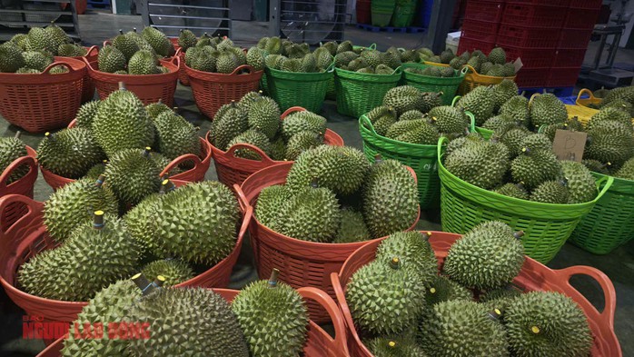 Tiêu thụ sầu riêng đang giai đoạn khó khăn